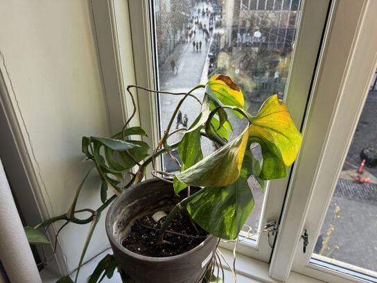 Plante i krukke