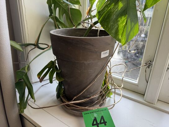 Plante i krukke