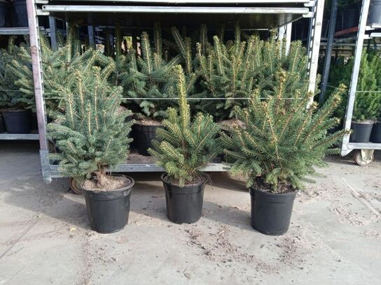 70 stk. Potted Christmas tree mix 3 Abies & Christmas blue