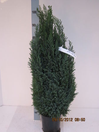 65 stk. Potted Christmas tree mix 1 Conica & Ellwoodii