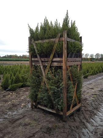 85 stk. Potted Christmas tree mix 2 Omorika & Conica