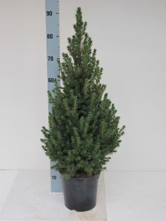 85 stk. Potted Christmas tree mix 2 Omorika & Conica