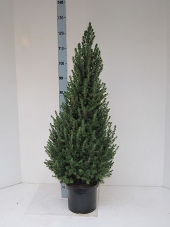 65 stk. Potted Christmas tree mix 1 Conica & Ellwoodii