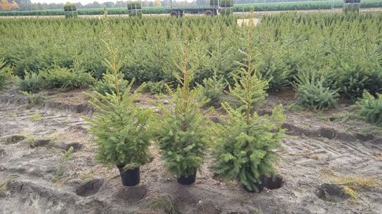 85 stk. Potted Christmas tree mix 2 Omorika & Conica