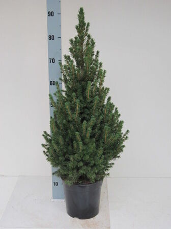 85 stk. Potted Christmas tree mix 2 Omorika & Conica