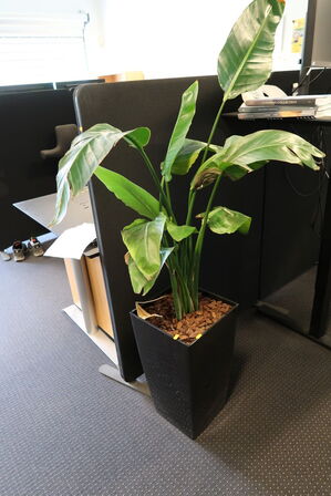 Plante i krukke