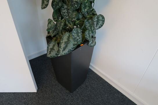 Plante i krukke