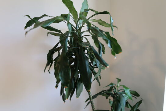 Plante i krukke