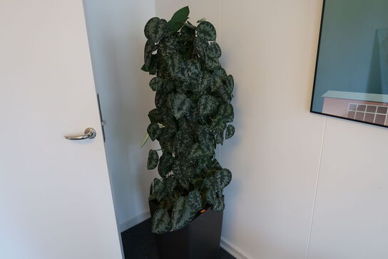 Plante i krukke