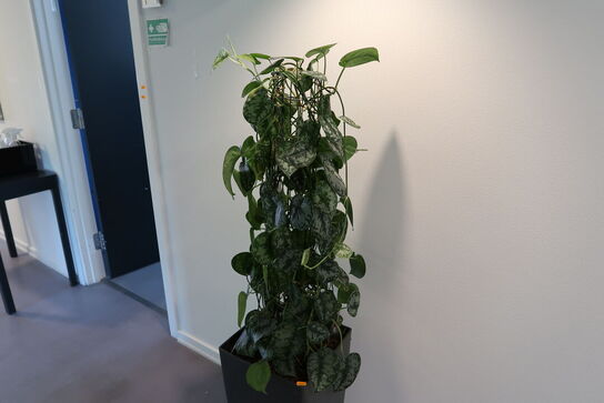 Plante i krukke
