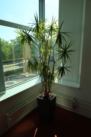 Plante i krukke