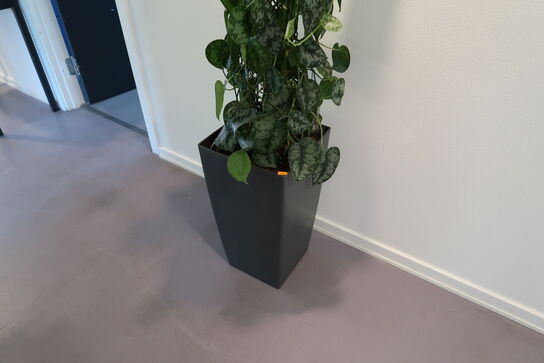Plante i krukke
