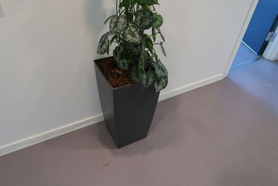 Plante i krukke