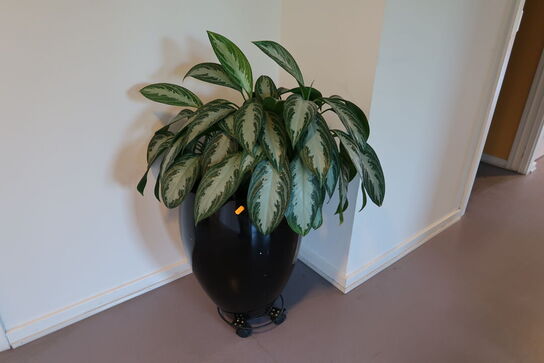 Plante i krukke