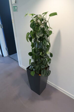 Plante i krukke