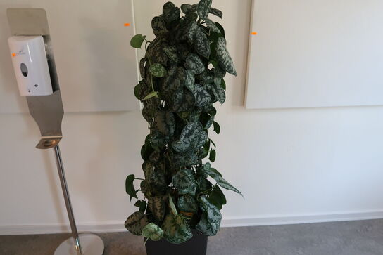 Plante i krukke