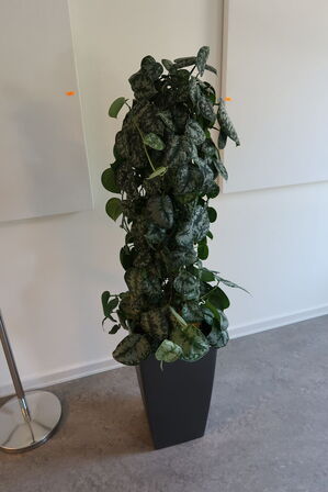 Plante i krukke