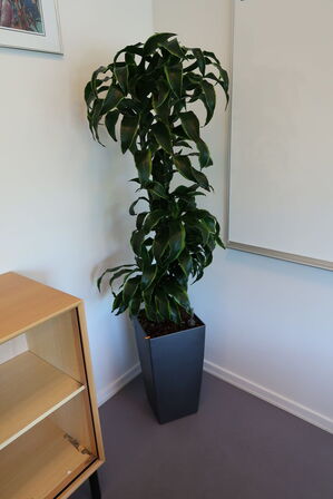 Plante i krukke