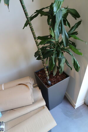 Plante i krukke