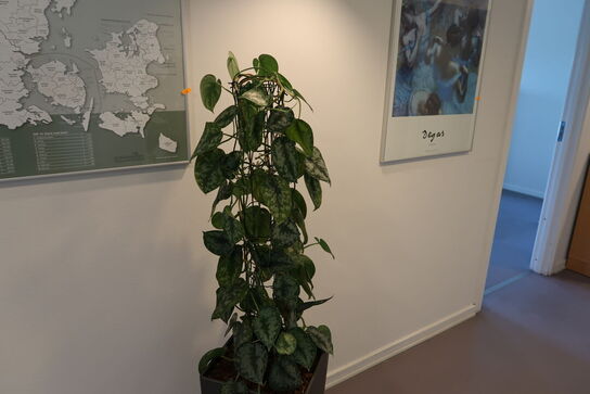 Plante i krukke