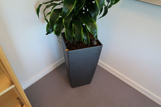 Plante i krukke