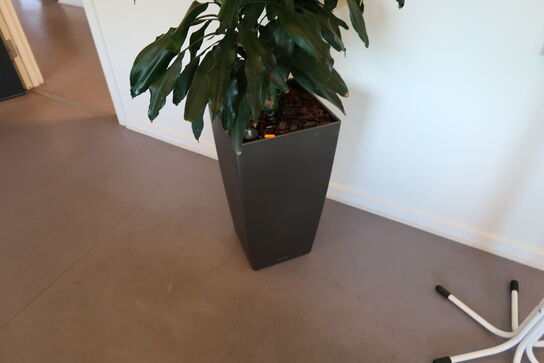 Plante i krukke