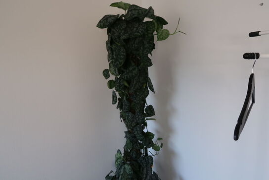 Plante i krukke