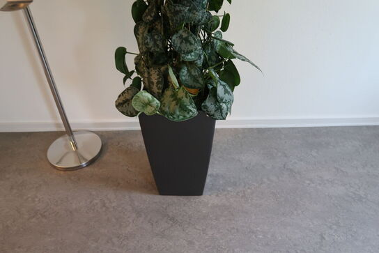 Plante i krukke