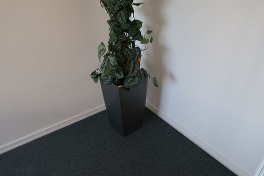 Plante i krukke
