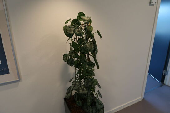 Plante i krukke