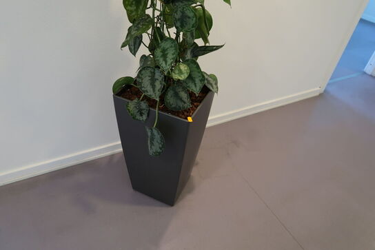 Plante i krukke