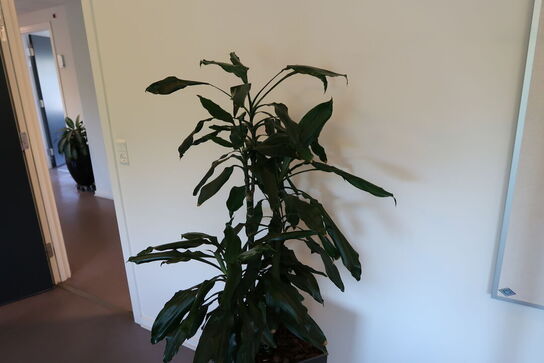 Plante i krukke