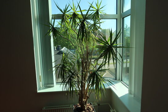 Plante i krukke