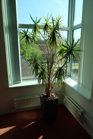 Plante i krukke