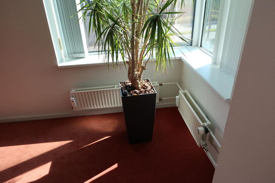 Plante i krukke