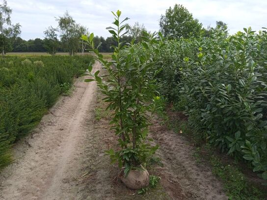 30 stk. Laurel Prunus laurocerasus 'Novita' 150-175