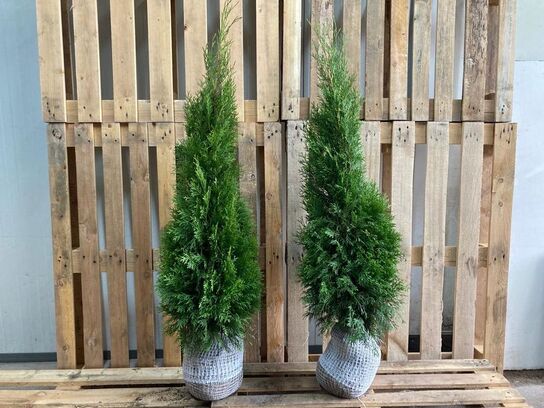 100 stk. Conifers Thuja Smaragd 100-120