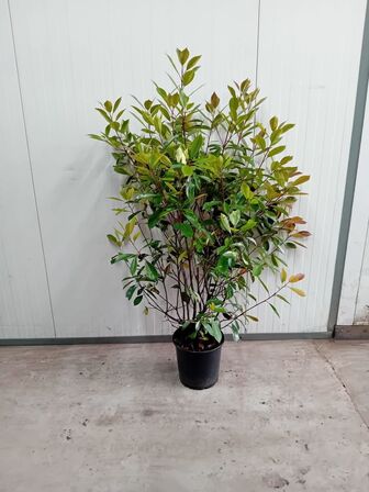 25 stk. Photinia red robin 120-140