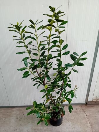 30 stk. Laurel Prunus laurocerasus 'Novita' 150-175