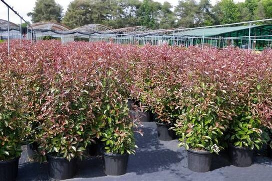 25 stk. Photinia red robin 120-140