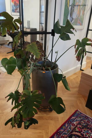 Vase, fad og krukke med plante