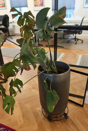 Vase, fad og krukke med plante