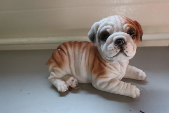 Liggende bulldog hvalp 