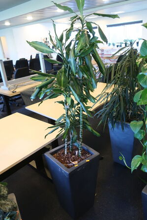 Plante i krukke