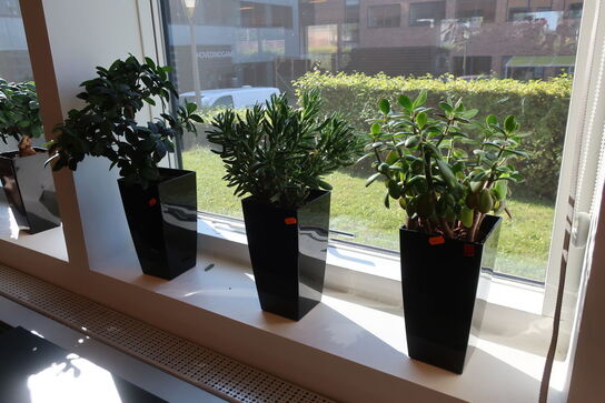 3 stk. planter i krukke