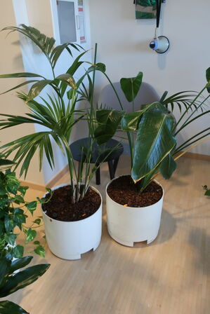 2 stk. planter i krukke