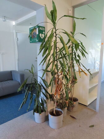 Div. planter og krukker