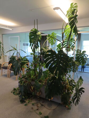 Div. planter og krukker