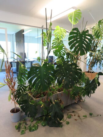 Div. planter og krukker