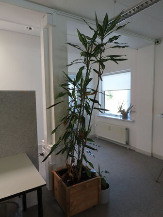 Div. planter og krukker